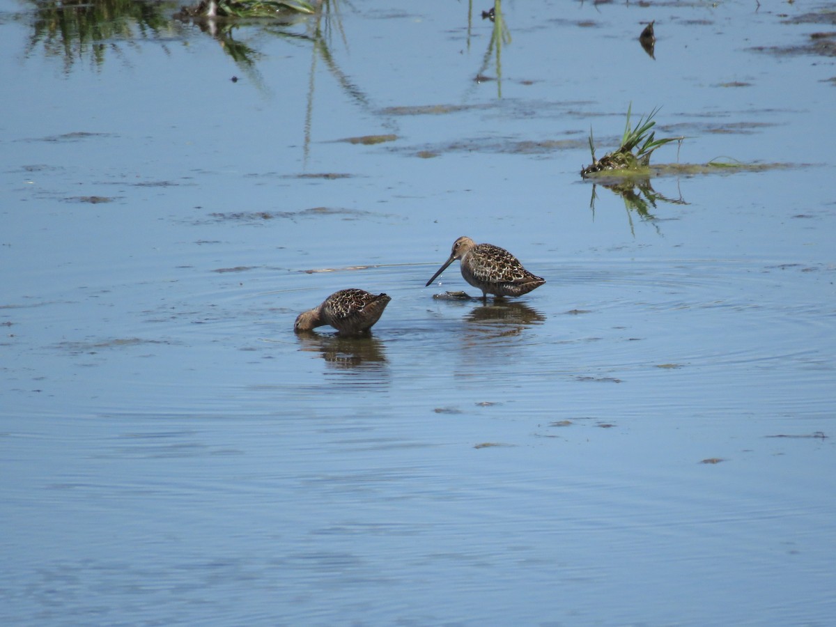 Long-billed Dowitcher - ML57398151