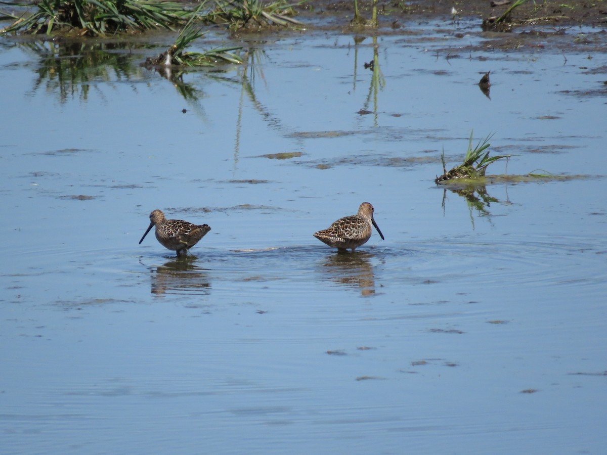 Long-billed Dowitcher - ML57398161