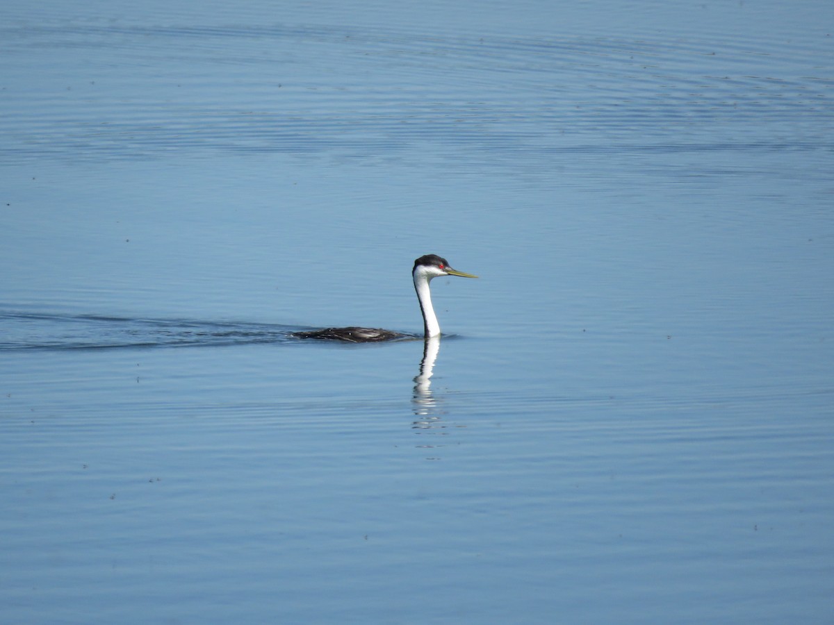 Western Grebe - ML57398261