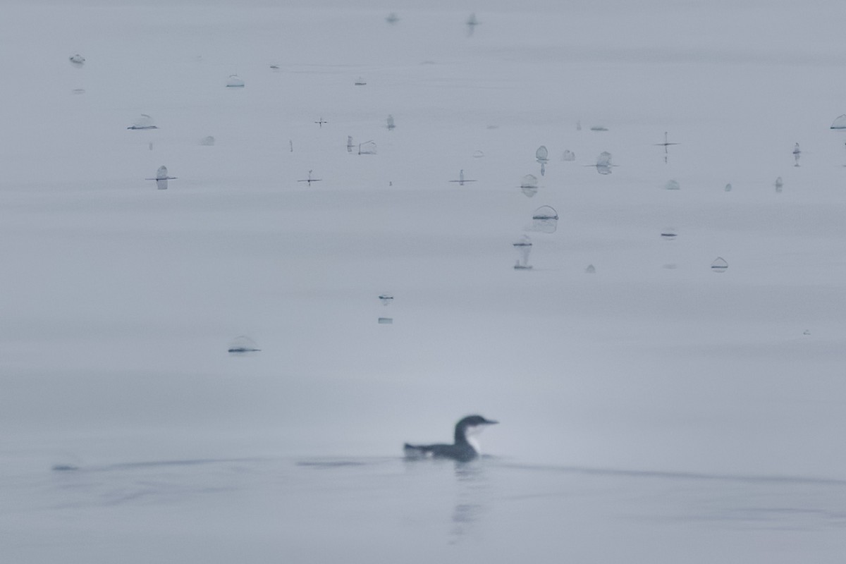 Scripps's Murrelet - ML573982911