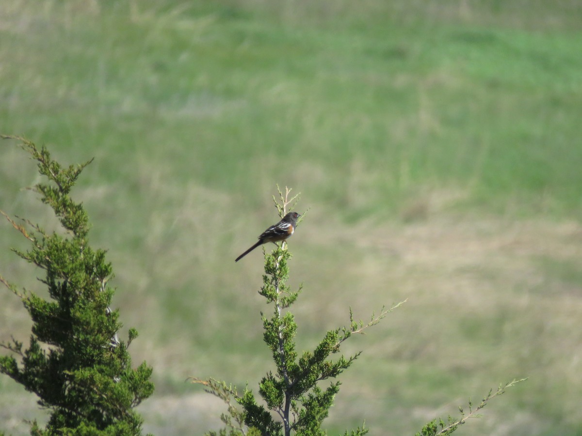 Spotted Towhee - ML57398361