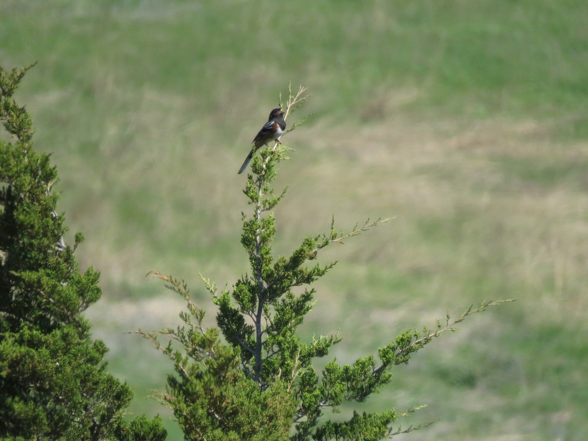 Spotted Towhee - ML57398371