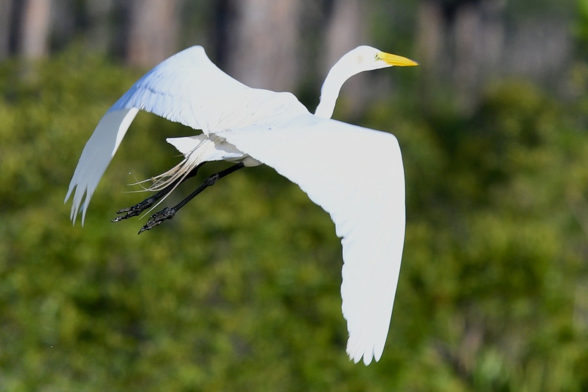 Great Egret - barbara segal