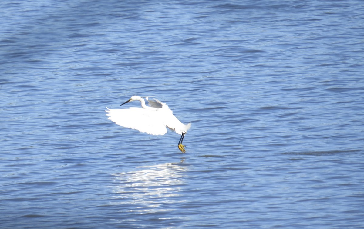 Snowy x Little Egret (hybrid) - ML573985071