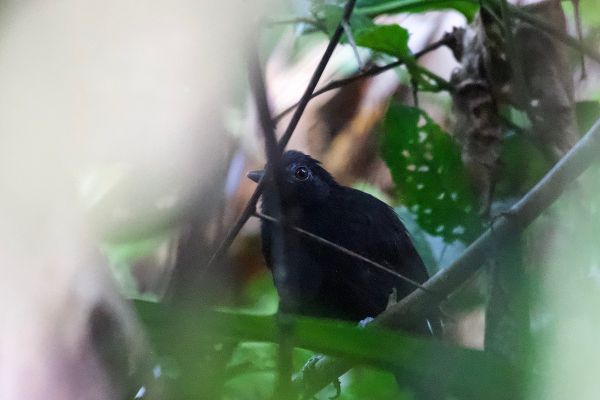 White-shouldered Antbird - Johan Bergkvist