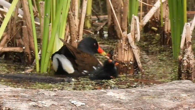 Eurasian Moorhen - ML573985701