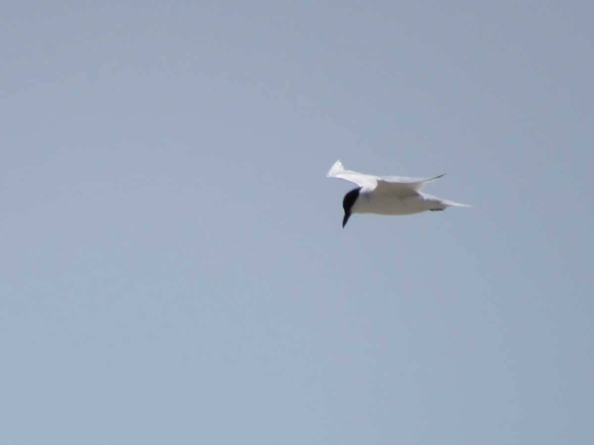 Gull-billed Tern - ML573986171