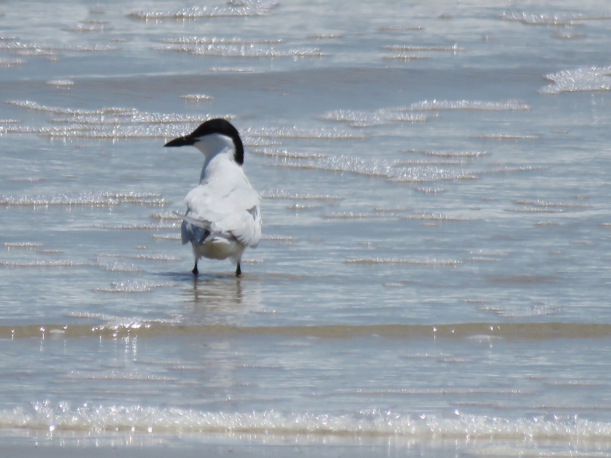 Gull-billed Tern - ML573986181