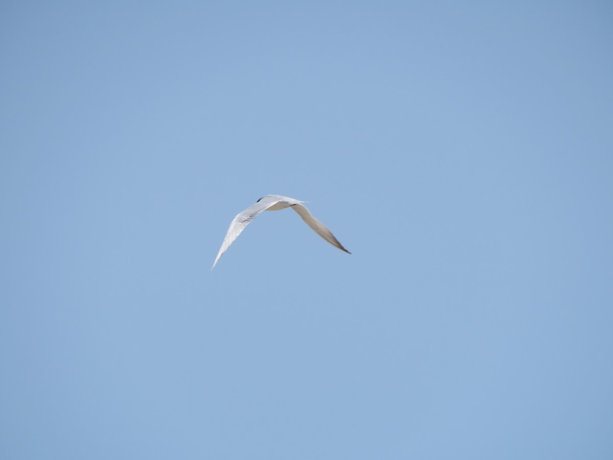 Gull-billed Tern - ML573986191
