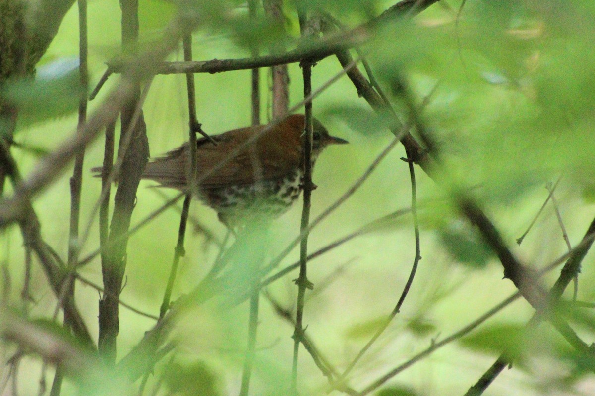 Wood Thrush - ML573986581