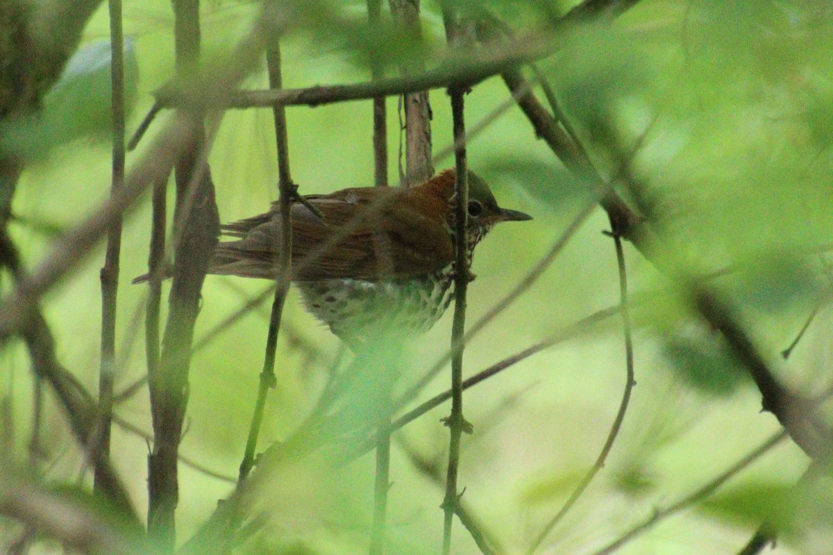 Wood Thrush - ML573986591