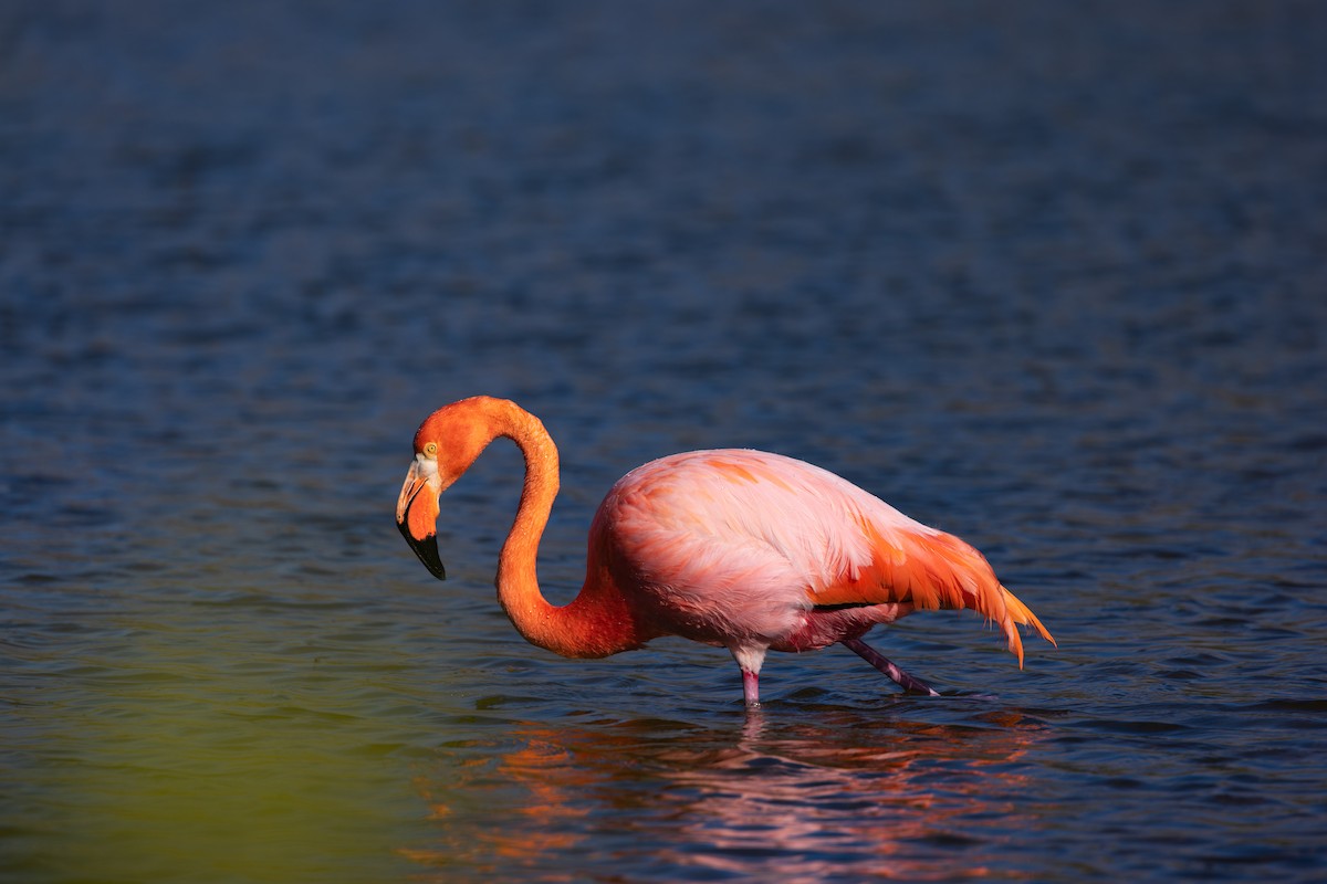 Amerika Flamingosu - ML573987831