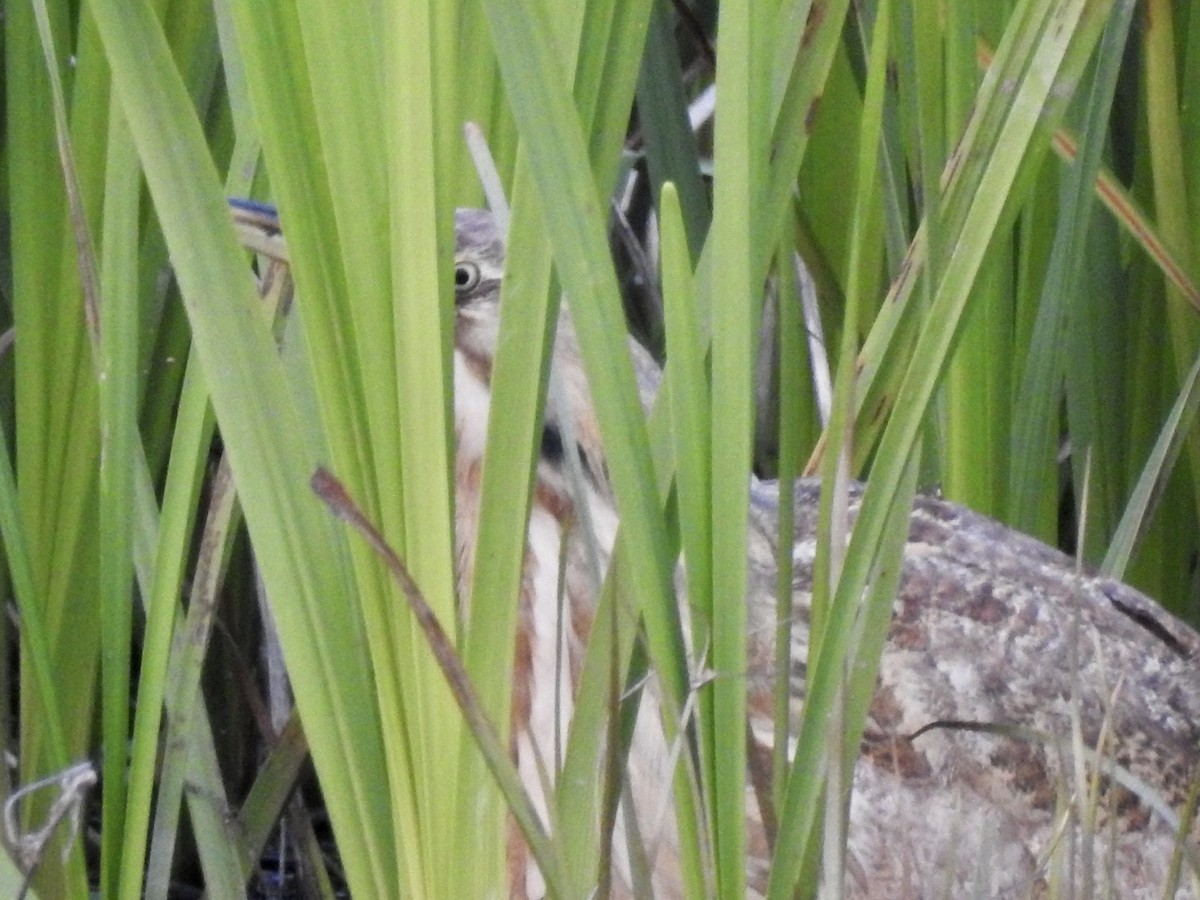 American Bittern - ML573987951