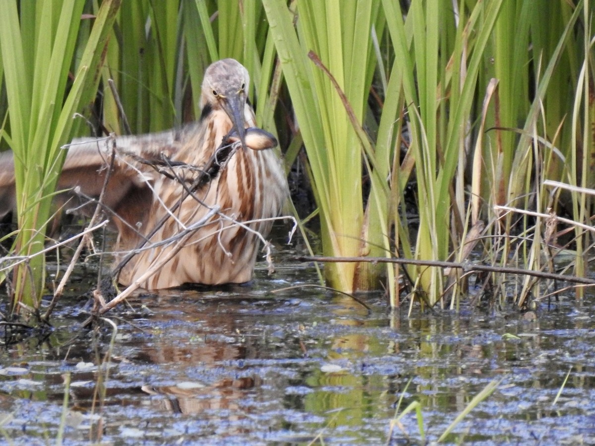 American Bittern - Ariel Dunham