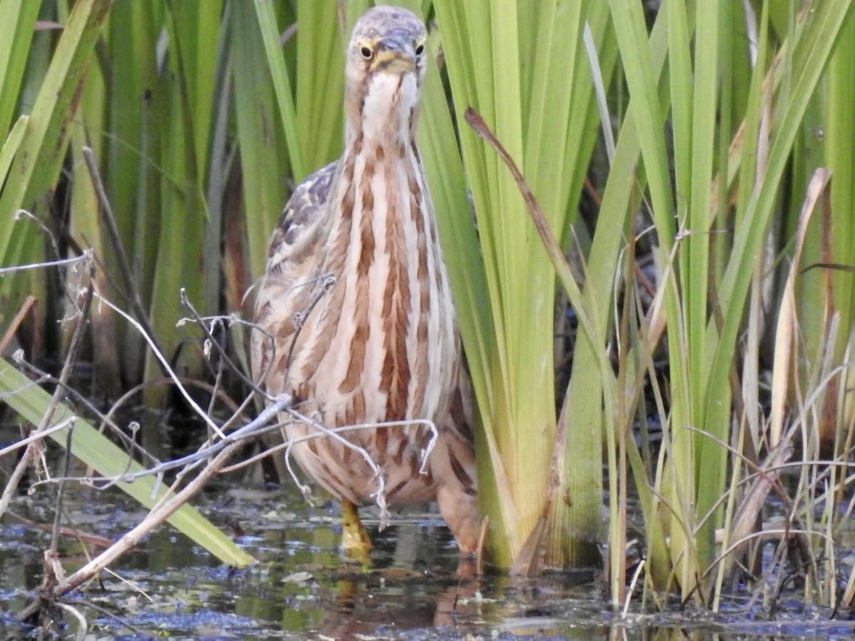 American Bittern - Ariel Dunham