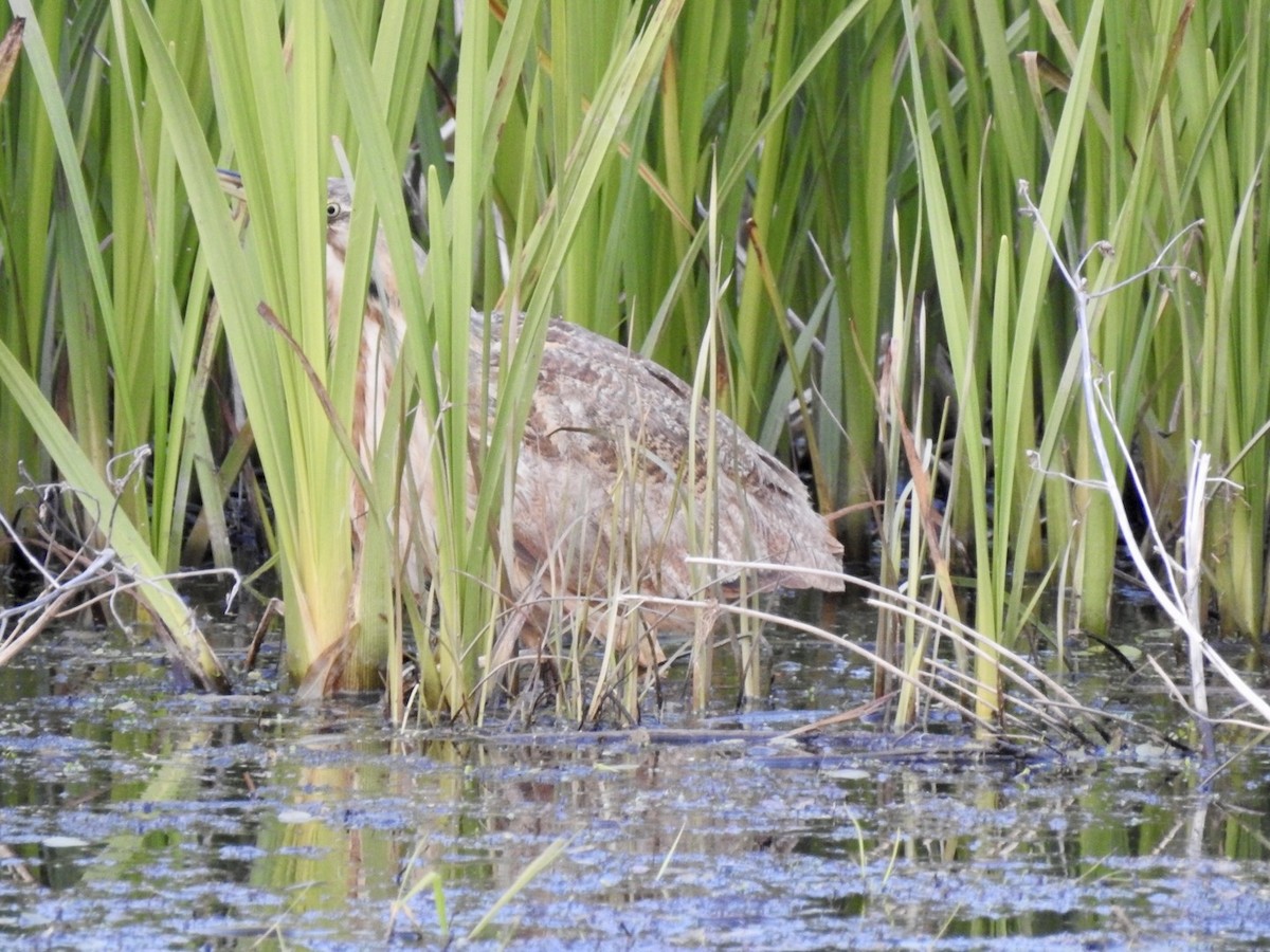 American Bittern - ML573987981