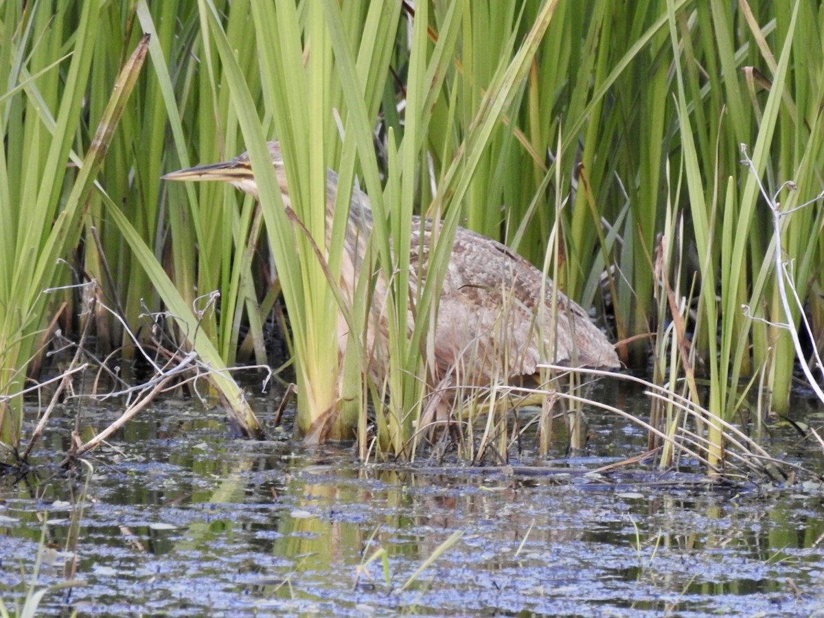 American Bittern - ML573987991