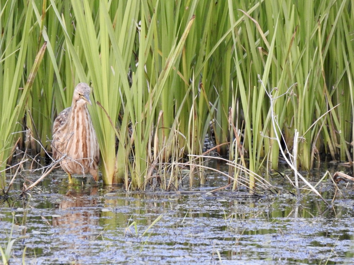 American Bittern - ML573988001