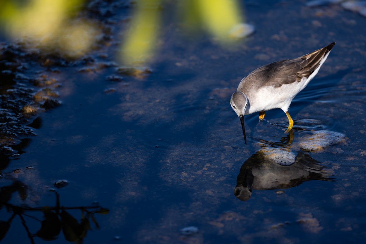 Wilson's Phalarope - Phil Bartley