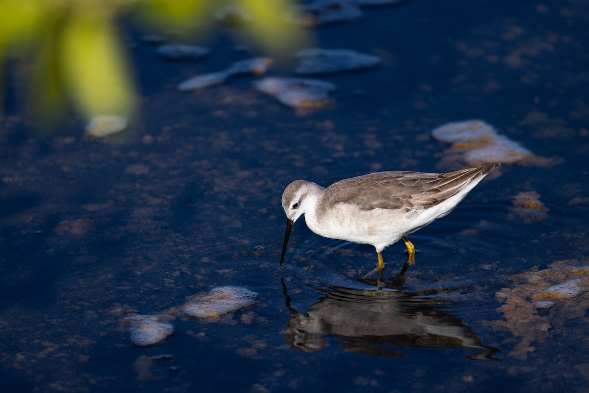 Wilson's Phalarope - ML573988121