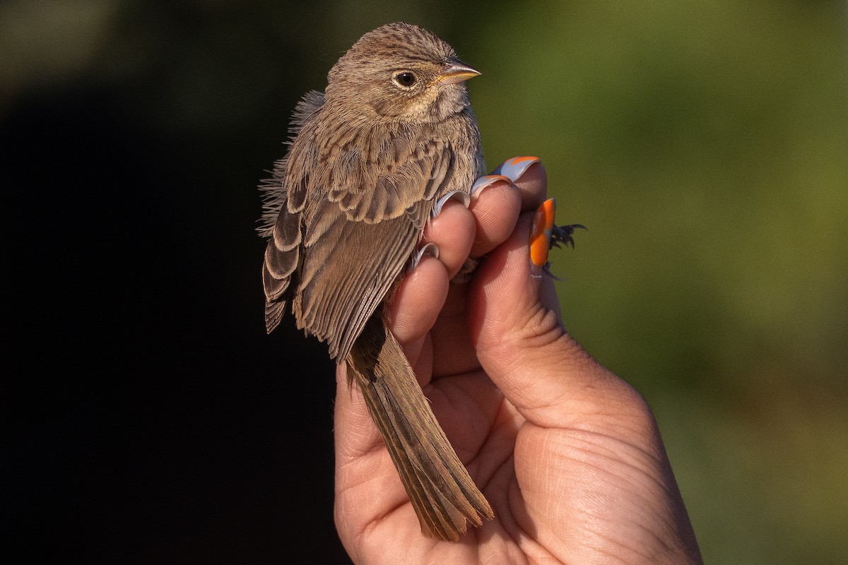 Rufous-crowned Sparrow - ML573990061