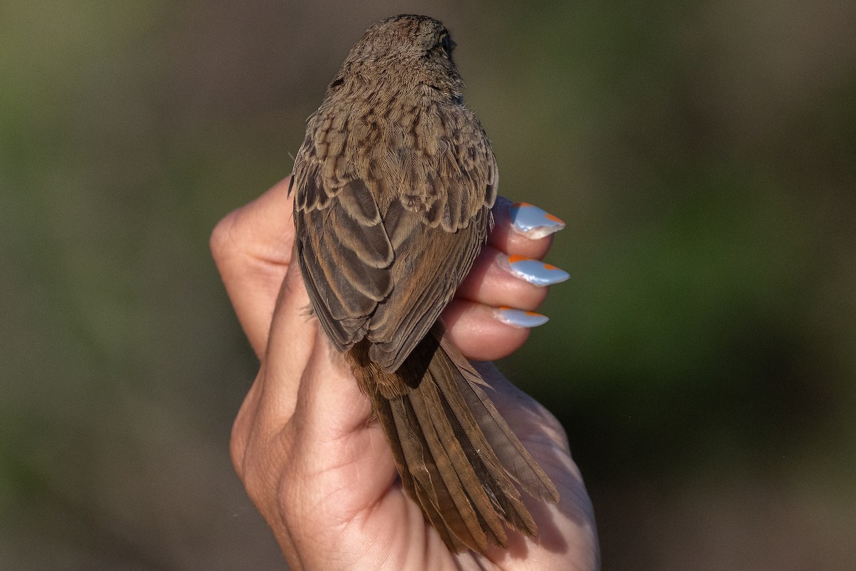 Rufous-crowned Sparrow - ML573990101