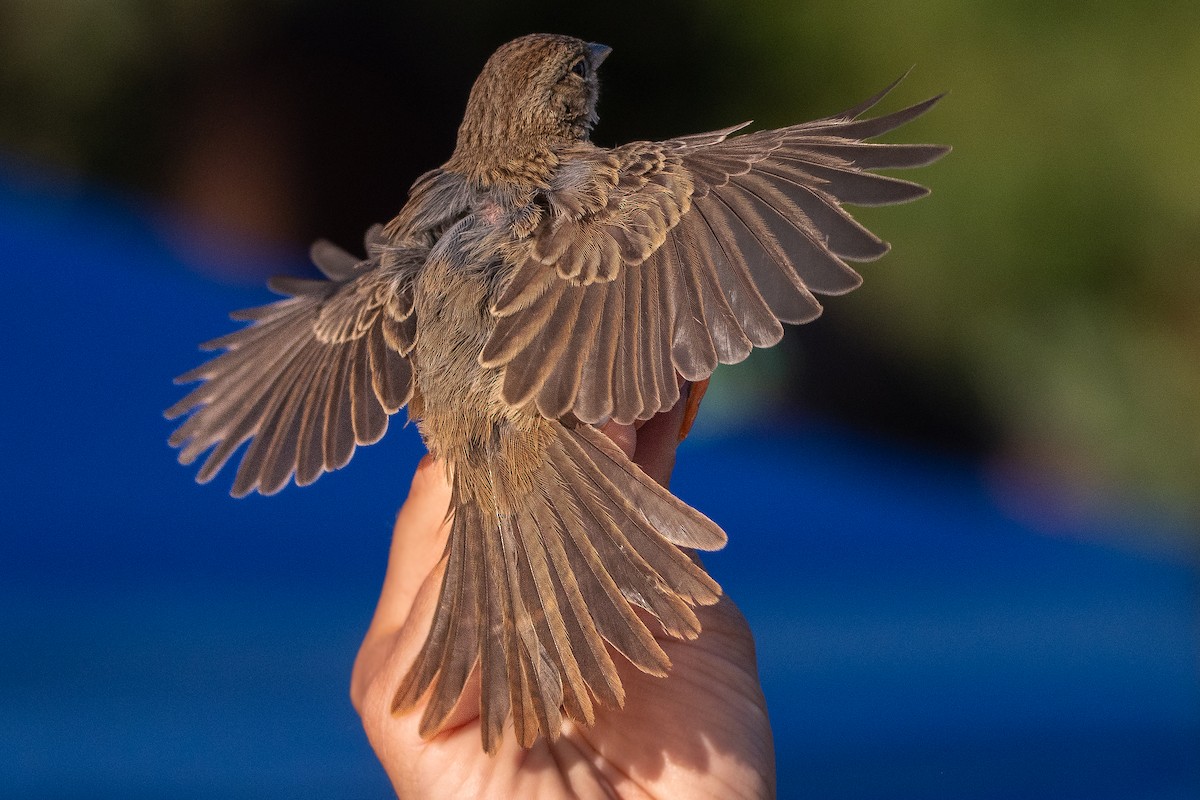 Rufous-crowned Sparrow - ML573990131