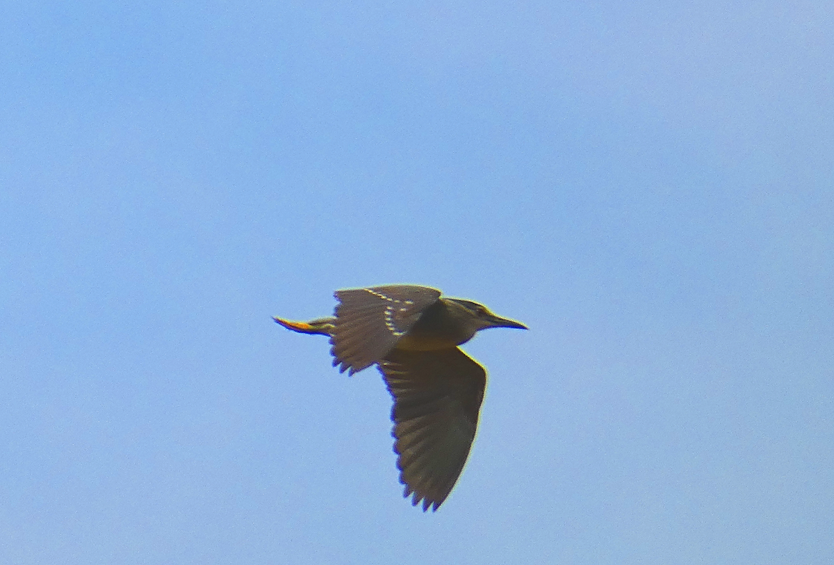 Black-crowned Night Heron - ML573990141