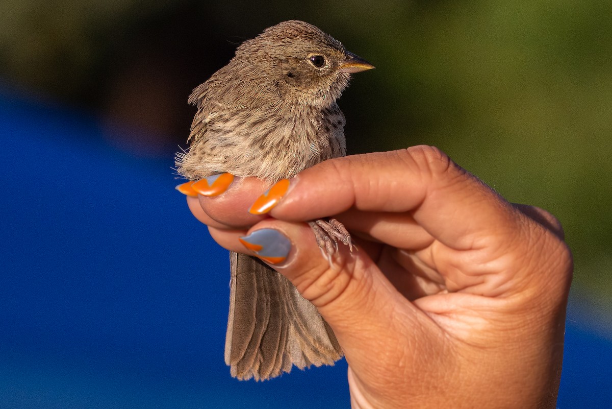 Rufous-crowned Sparrow - ML573990181