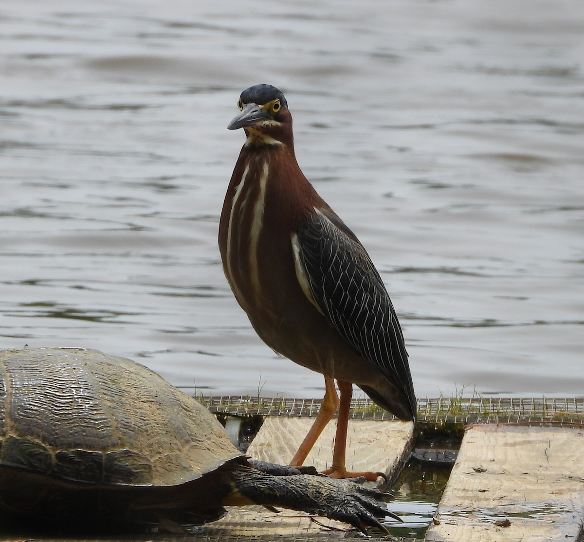 Green Heron - ML573990441