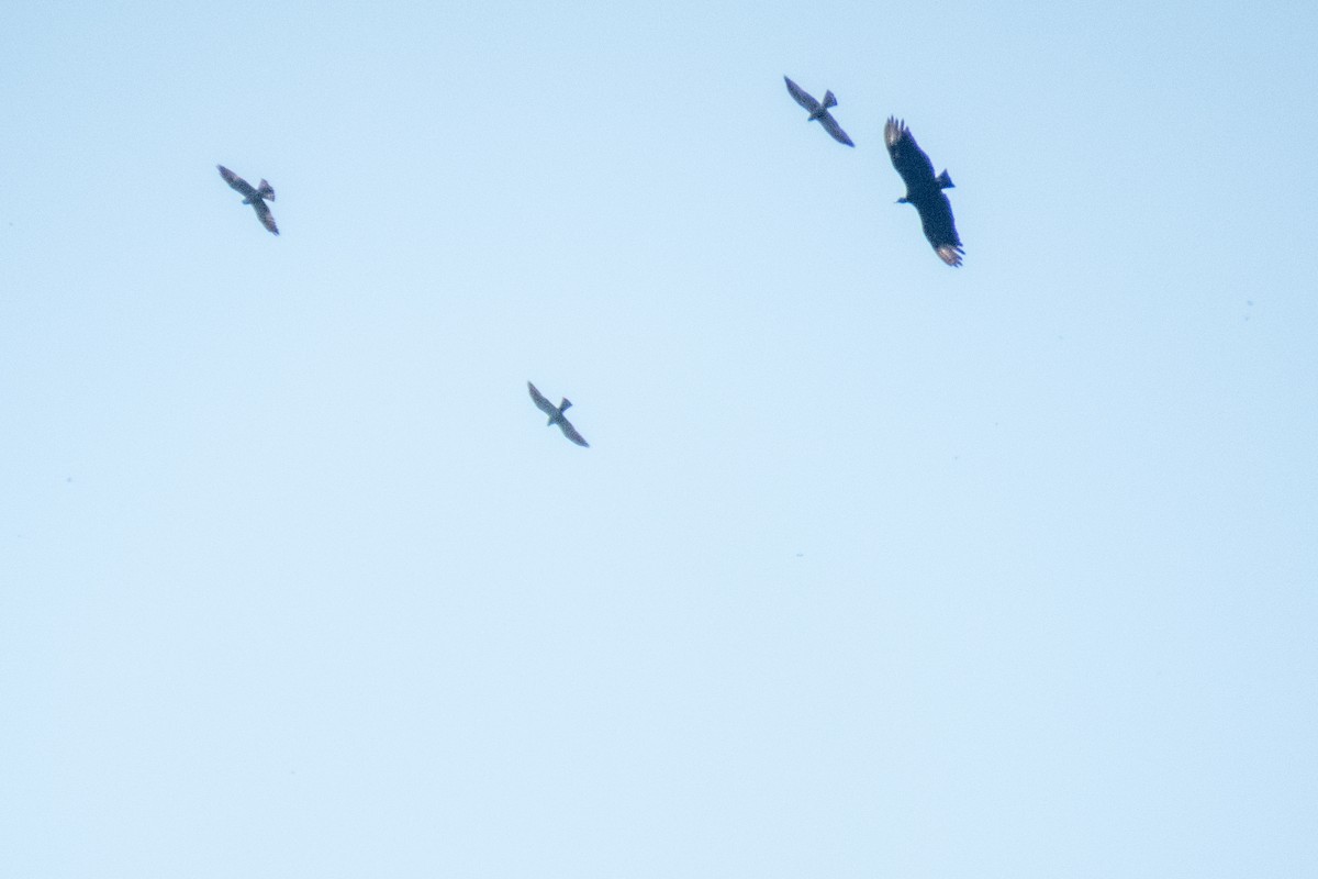 Mississippi Kite - ML573990491