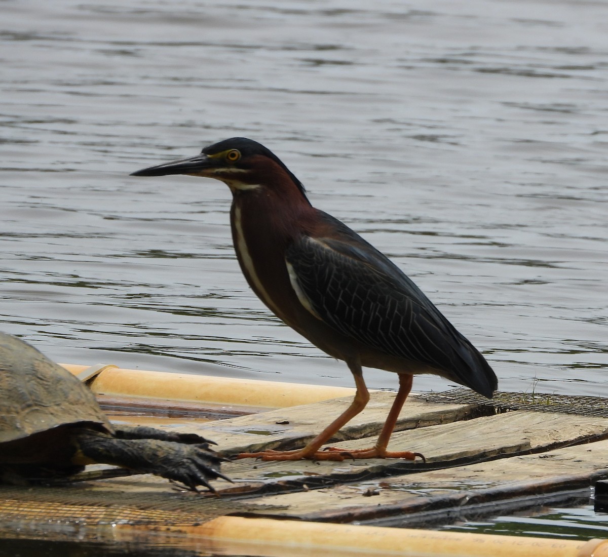 Green Heron - ML573991751