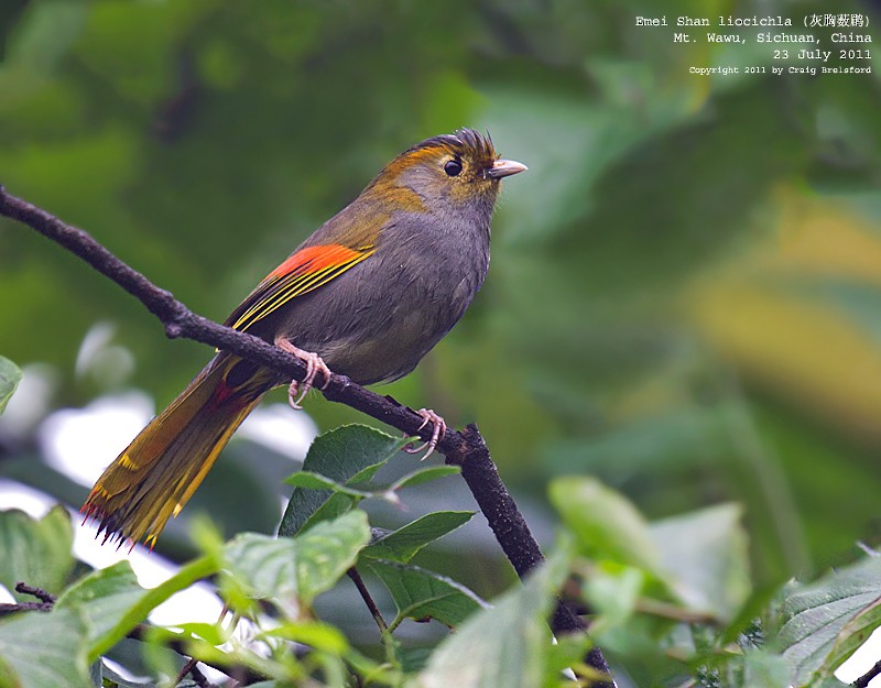 Gray-faced Liocichla - Craig Brelsford