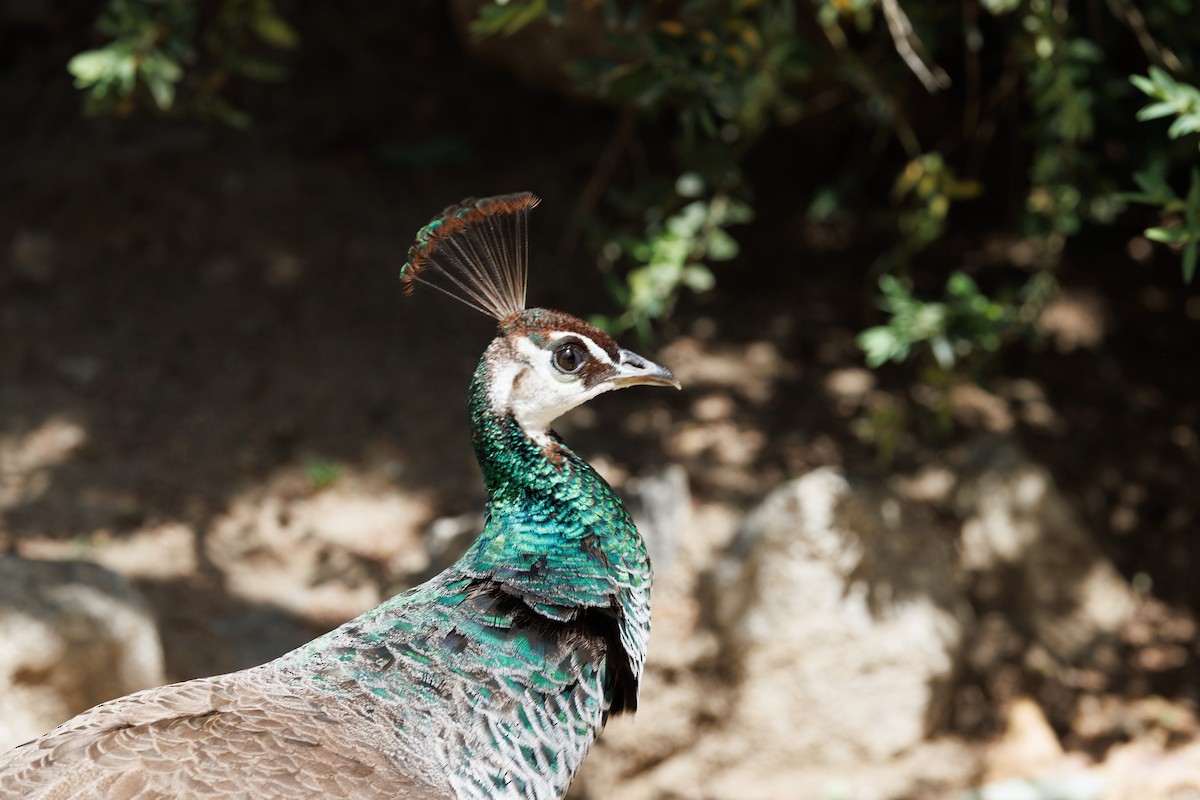 Indian Peafowl - ML573993191