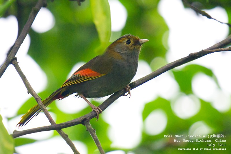 Gray-faced Liocichla - Craig Brelsford