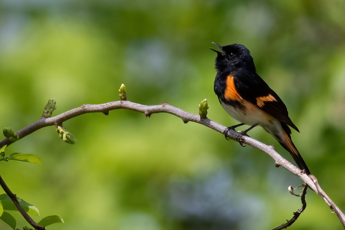 American Redstart - ML573994751