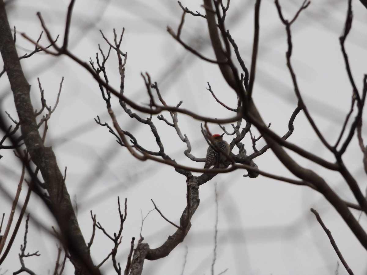 Red-bellied Woodpecker - ML57399611