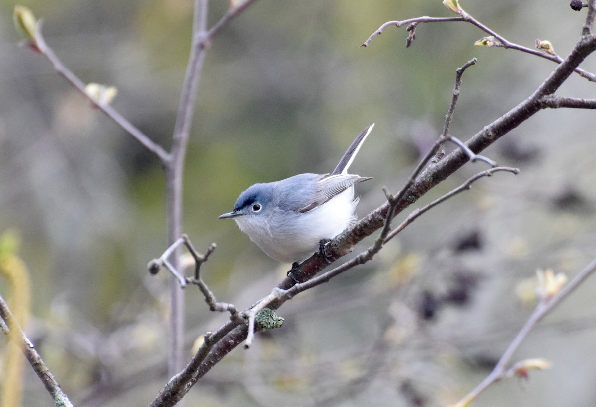 Blue-gray Gnatcatcher - James  Heuschkel