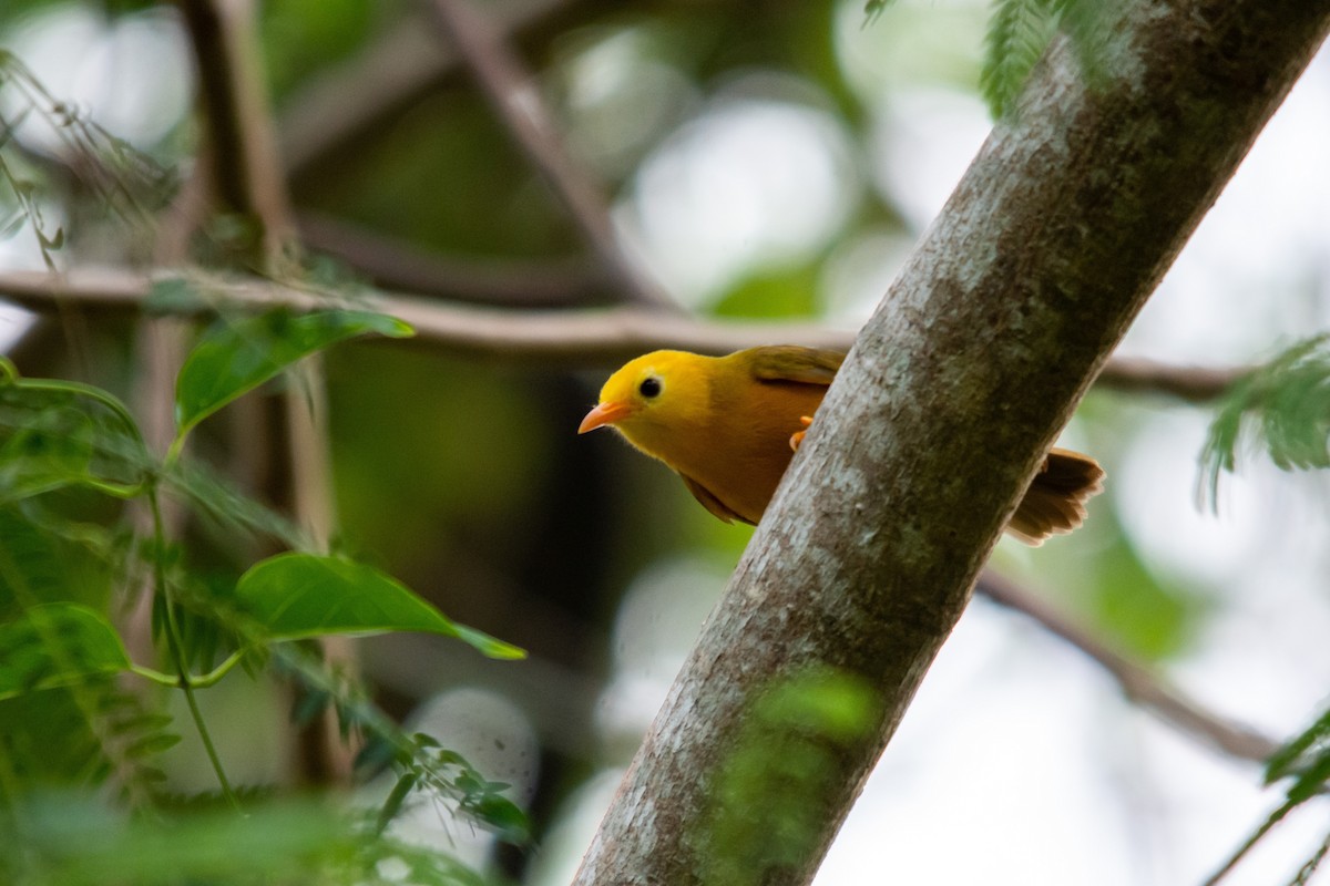 Golden White-eye - ML573997561