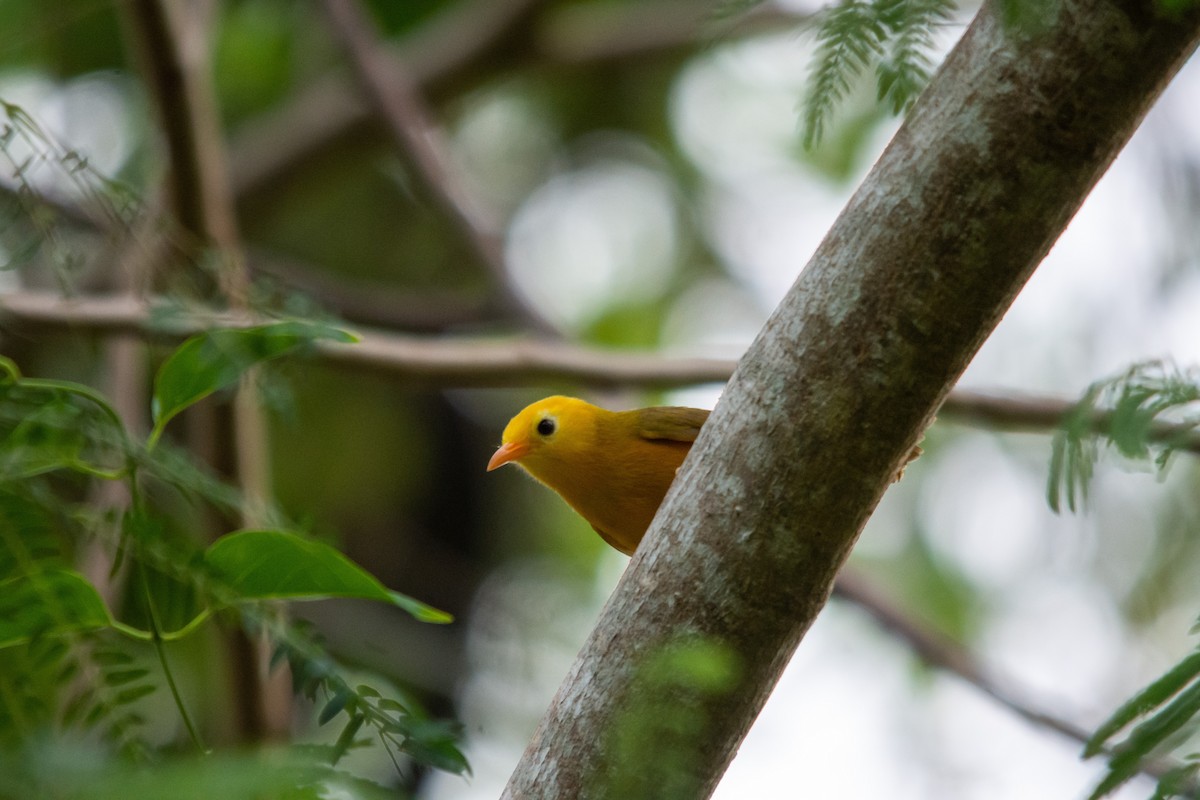 Golden White-eye - ML573997571