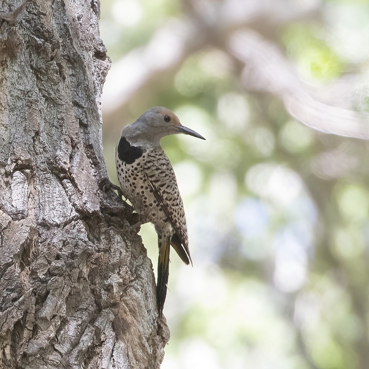 Northern Flicker (Red-shafted) - ML573998611
