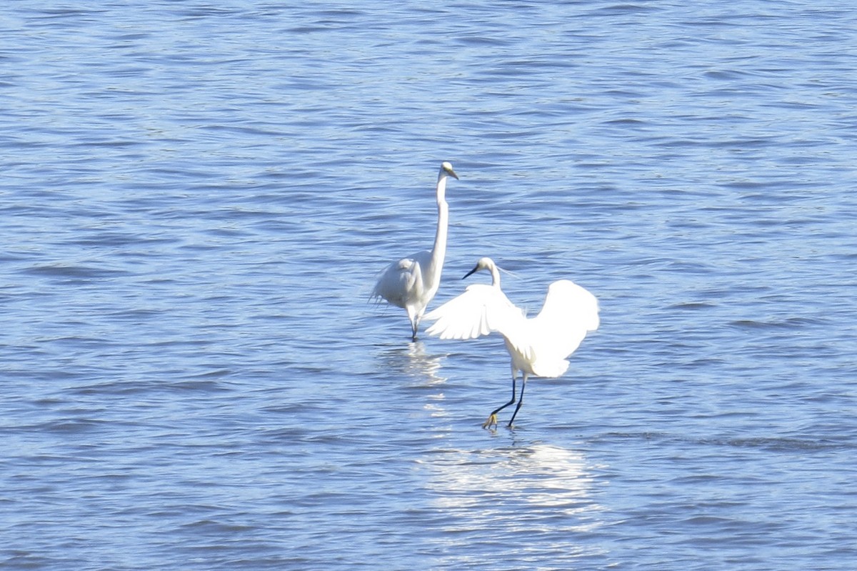 Snowy x Little Egret (hybrid) - ML573998671