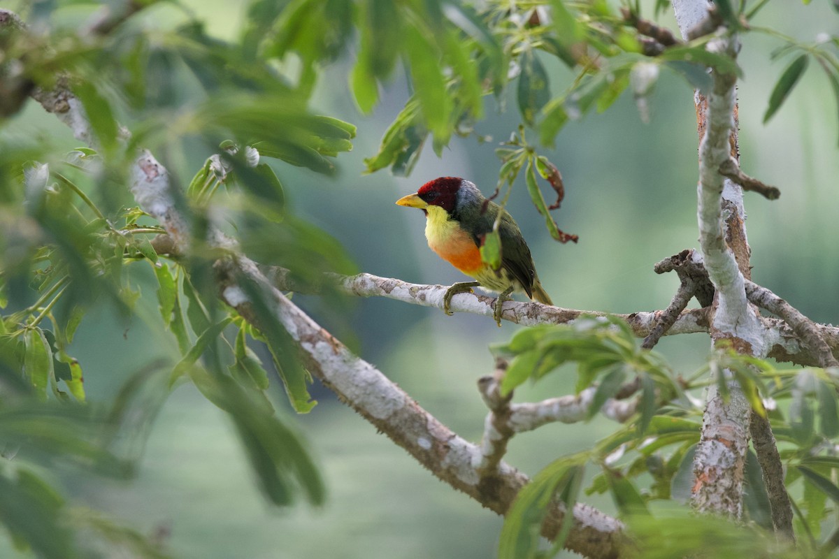 Limon Gerdanlı Barbet (richardsoni/nigriceps) - ML573998891