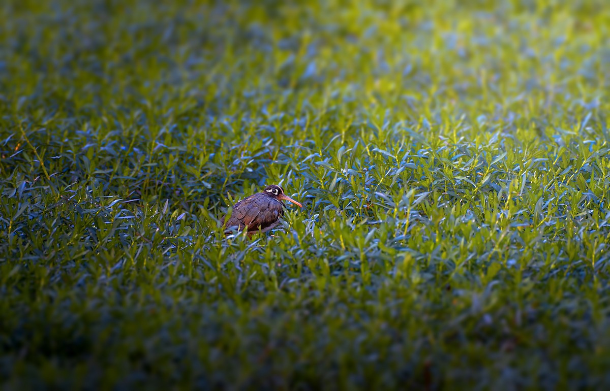 Greater Painted-Snipe - ML573999011