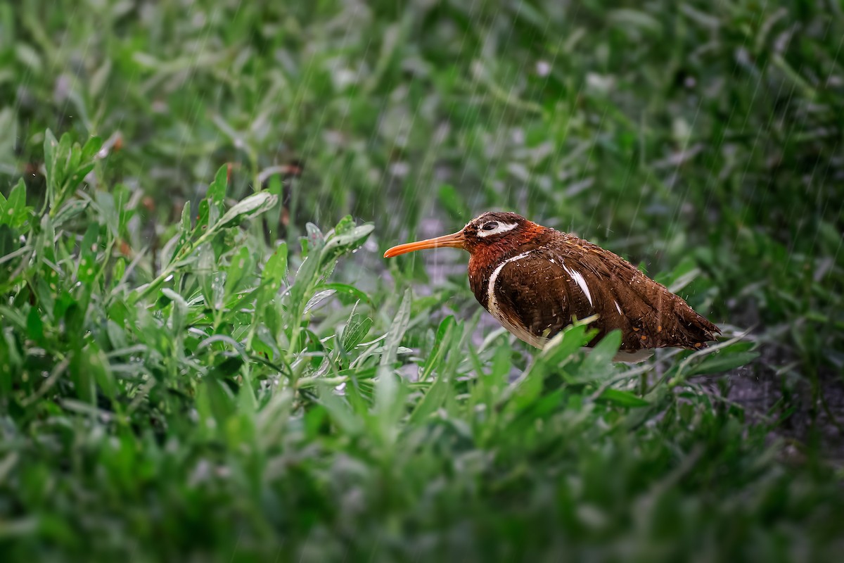 riksesnipe - ML573999061