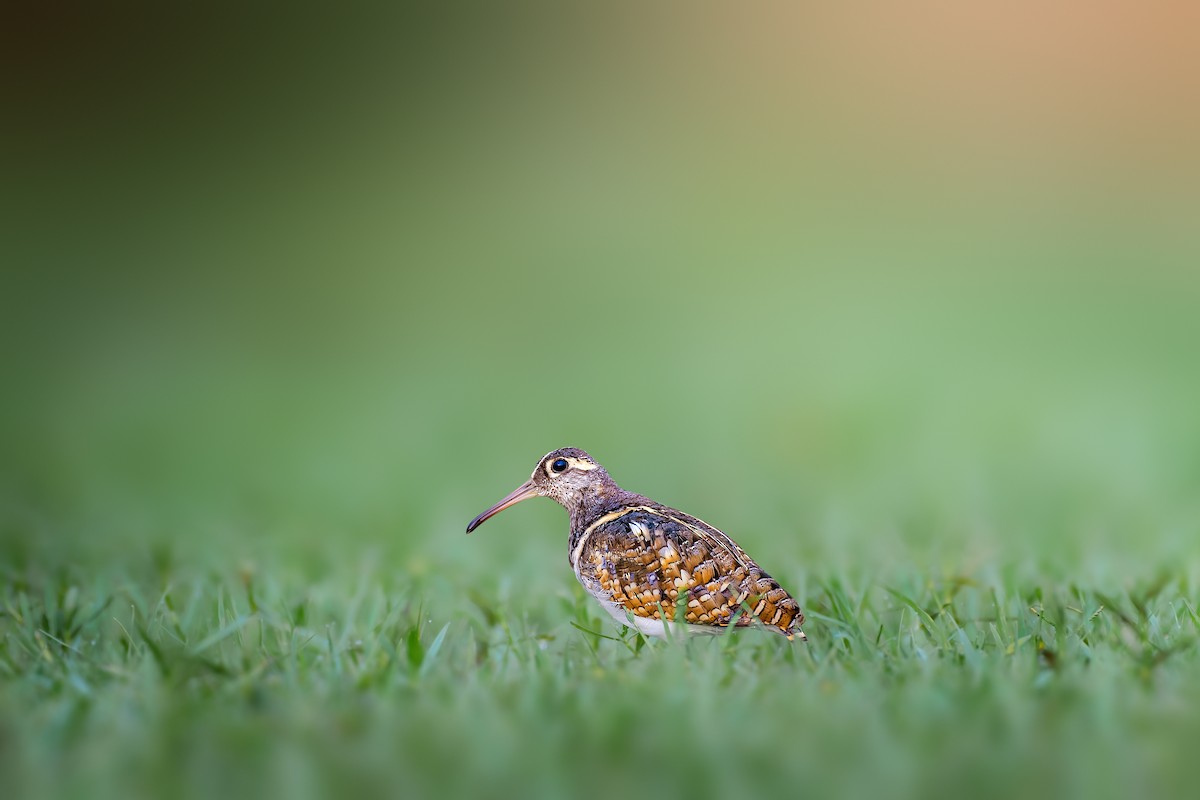 Greater Painted-Snipe - ML573999091