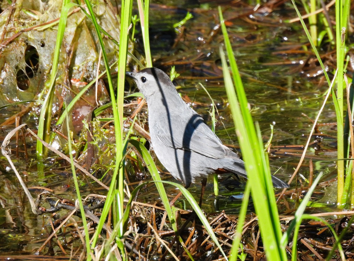 Gray Catbird - ML573999811