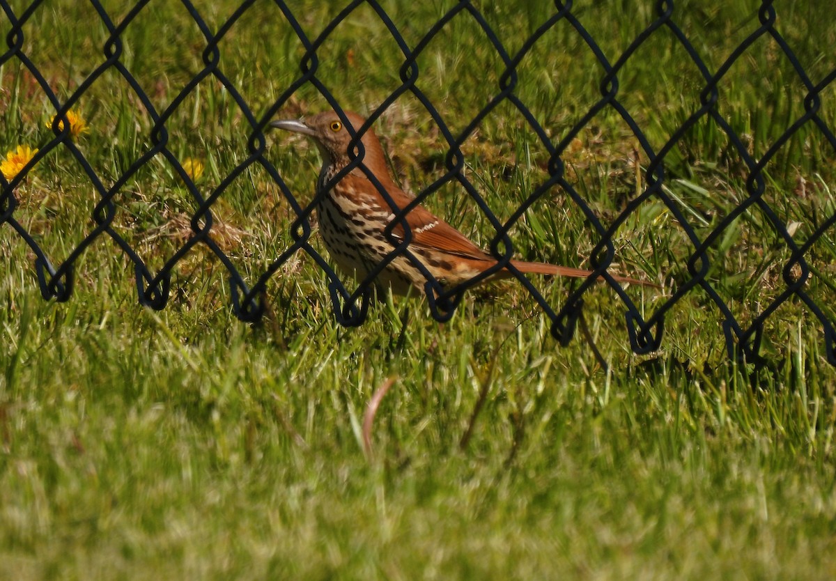 Brown Thrasher - Cheryl Ring