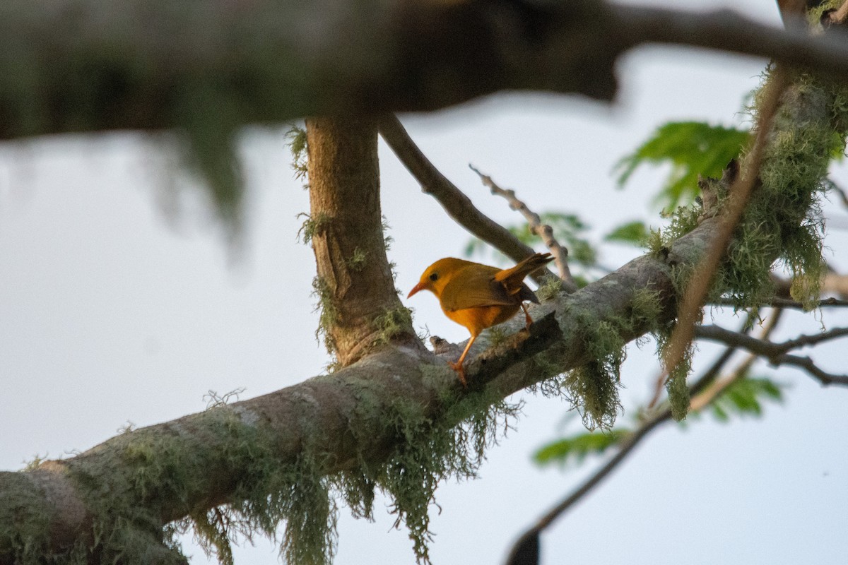 Golden White-eye - ML574001021