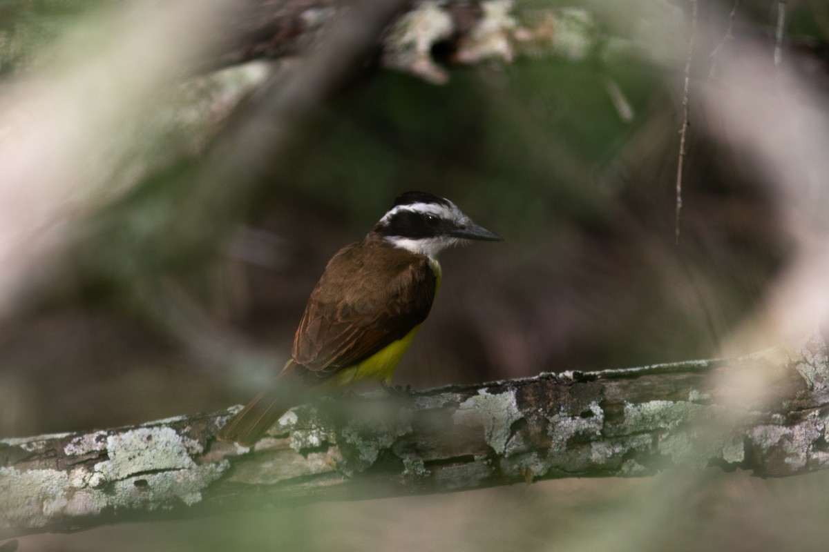 Great Kiskadee - ML574001341